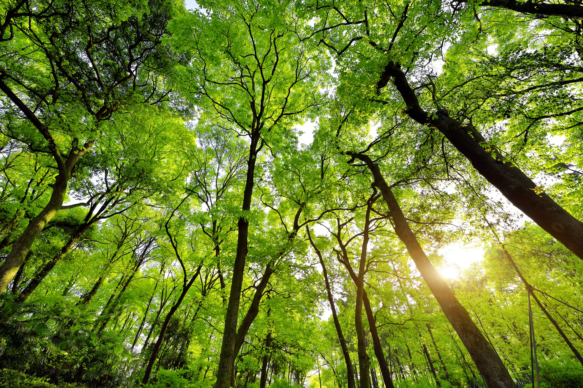 Brattle Experts Honored by Cherokee Nation for Support in Landmark Trust Settlement